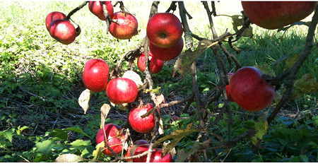 apfel apfel
